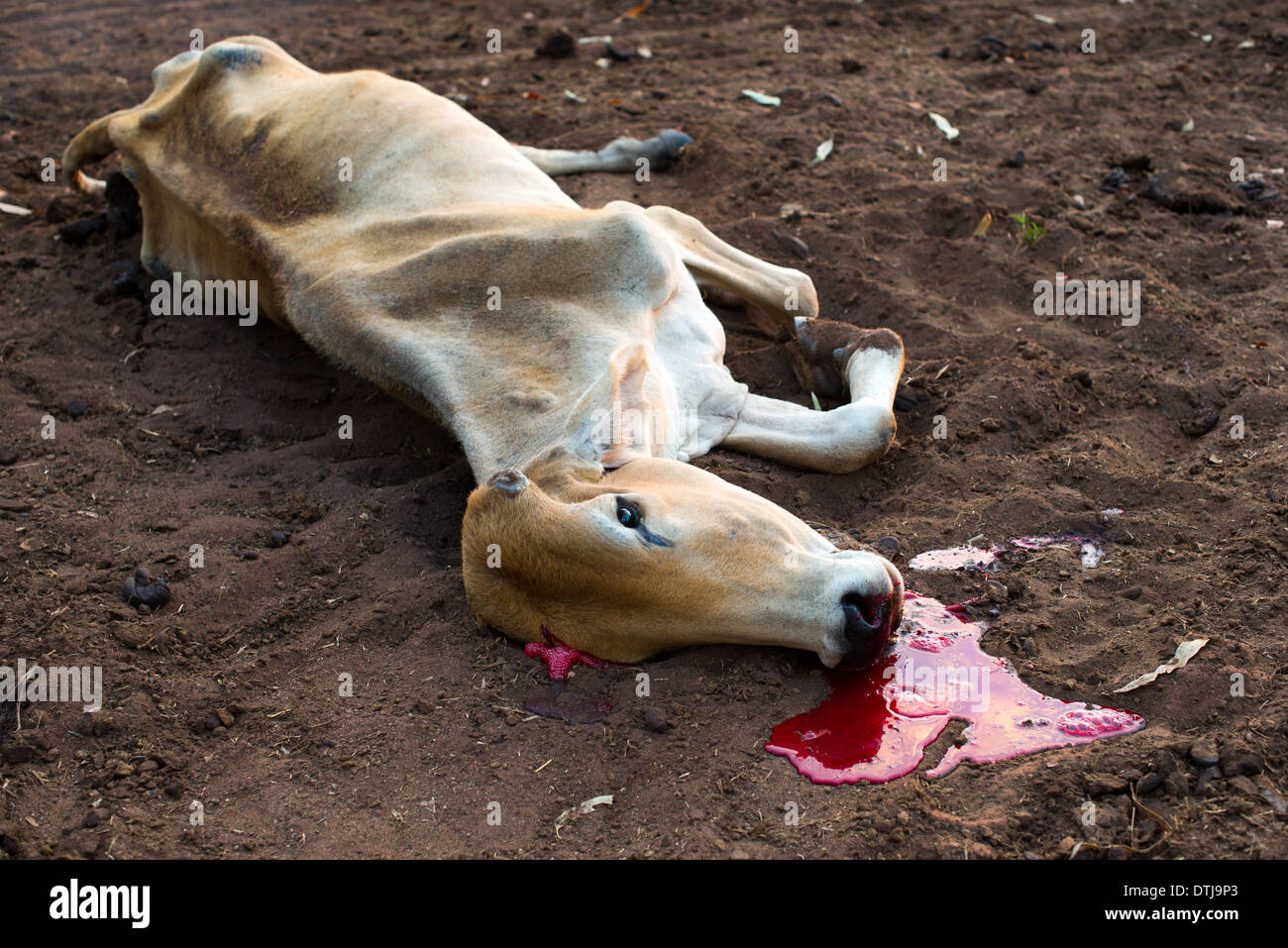 Shot cow lying on the ground, with blood puddle Stock Photo