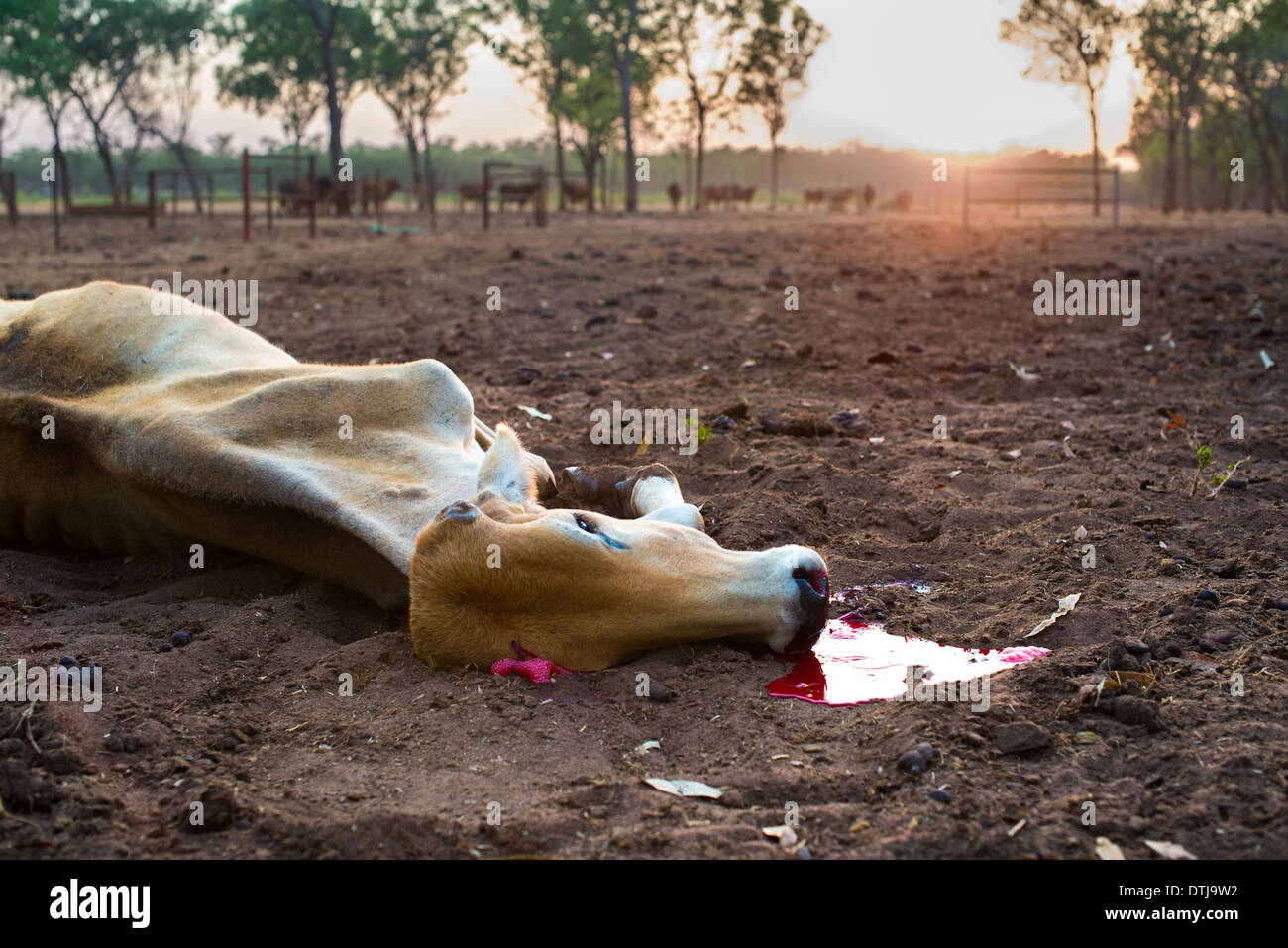 Shot cow lying on the ground, with blood puddle, at sunrise Stock Photo
