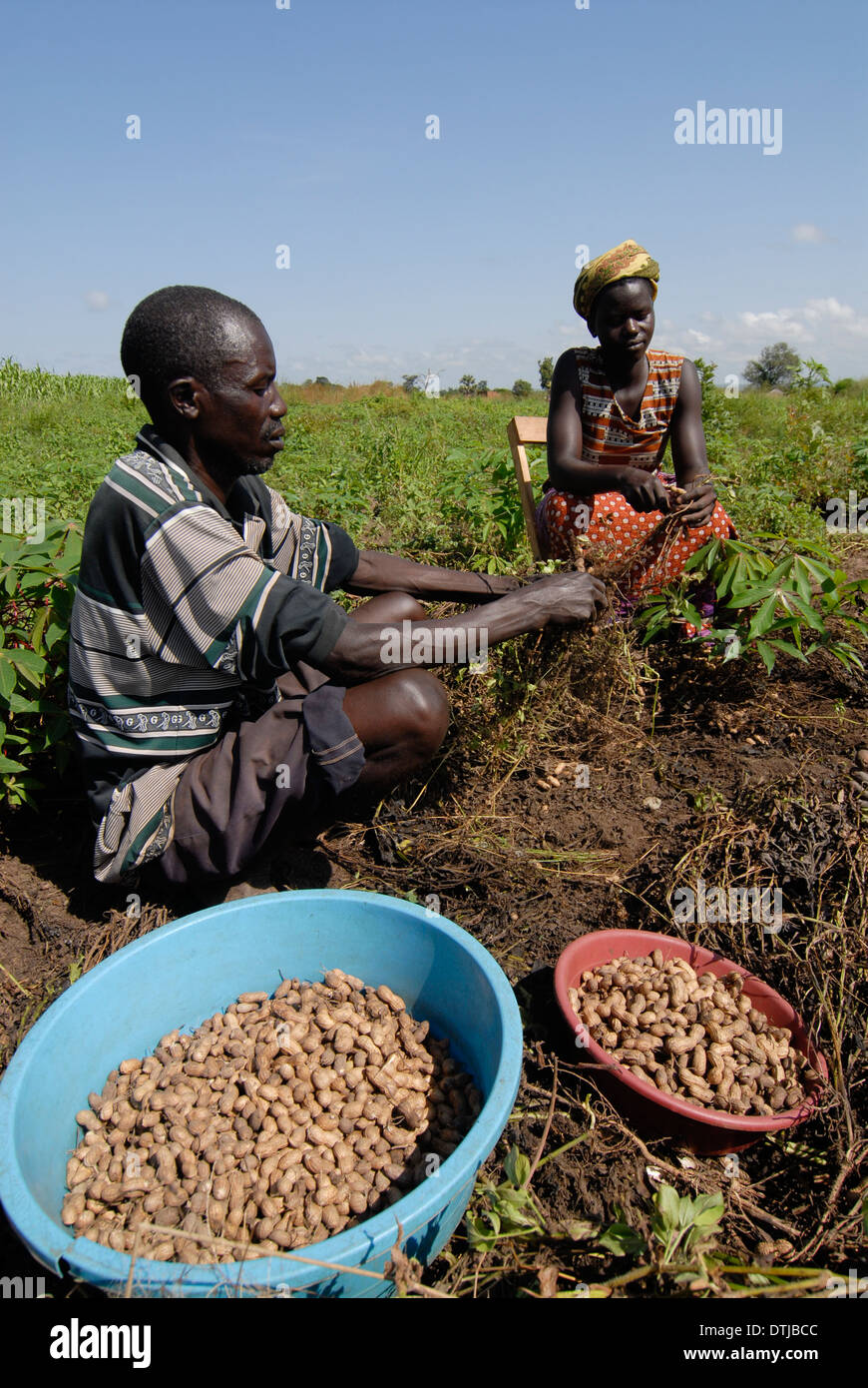 Groundnut farm hires stock photography and images Alamy