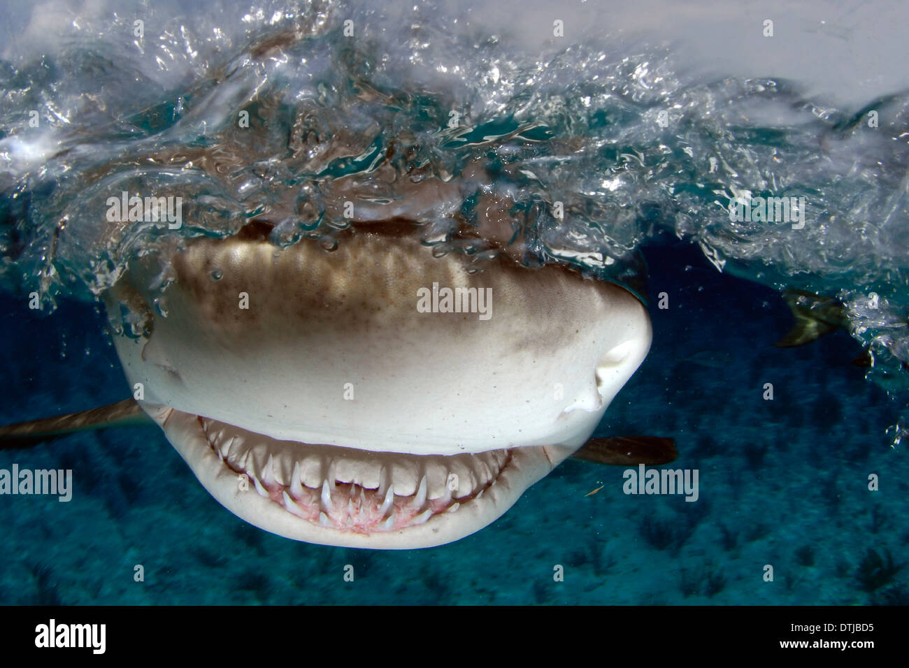 Lemon shark teeth hi-res stock photography and images - Alamy