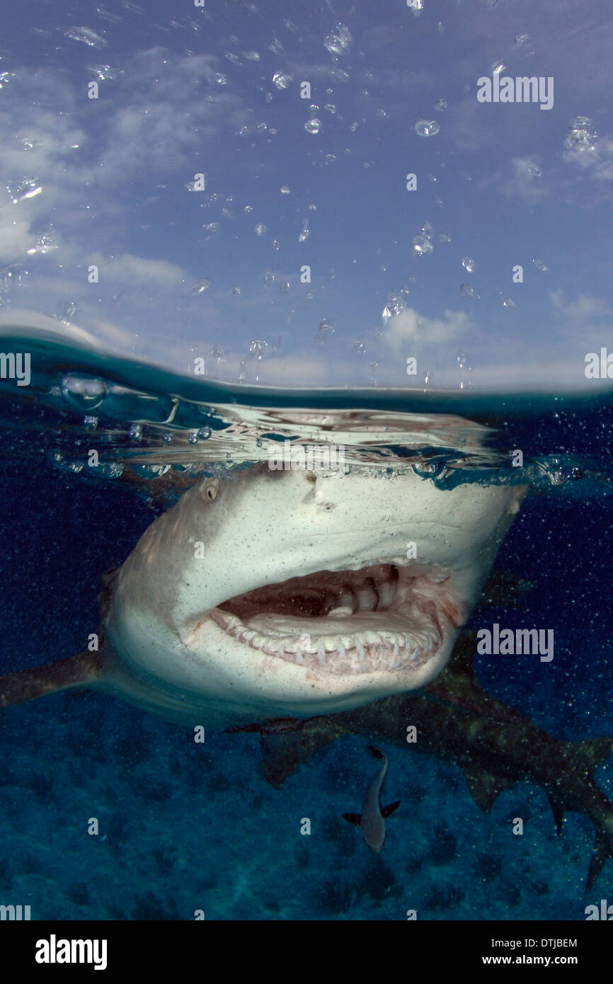 Lemon shark teeth hires stock photography and images Alamy