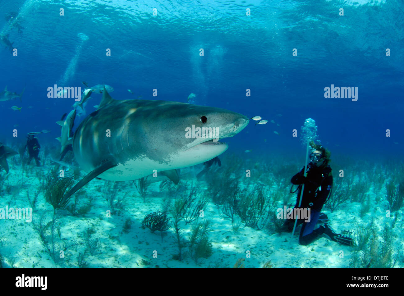 Tiger shark attack hi-res stock photography and images - Alamy