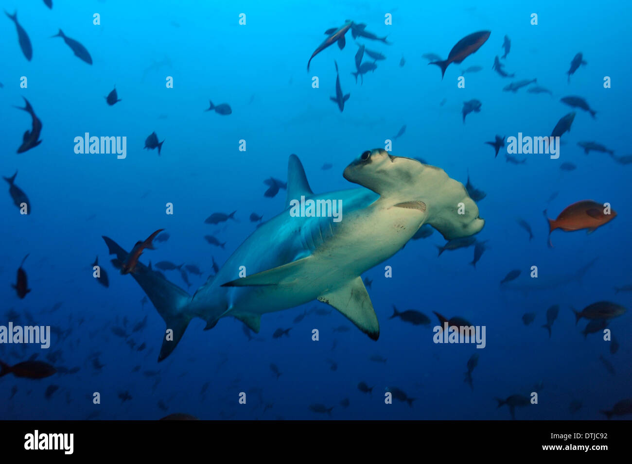 Scalloped hammerhead shark Stock Photo - Alamy
