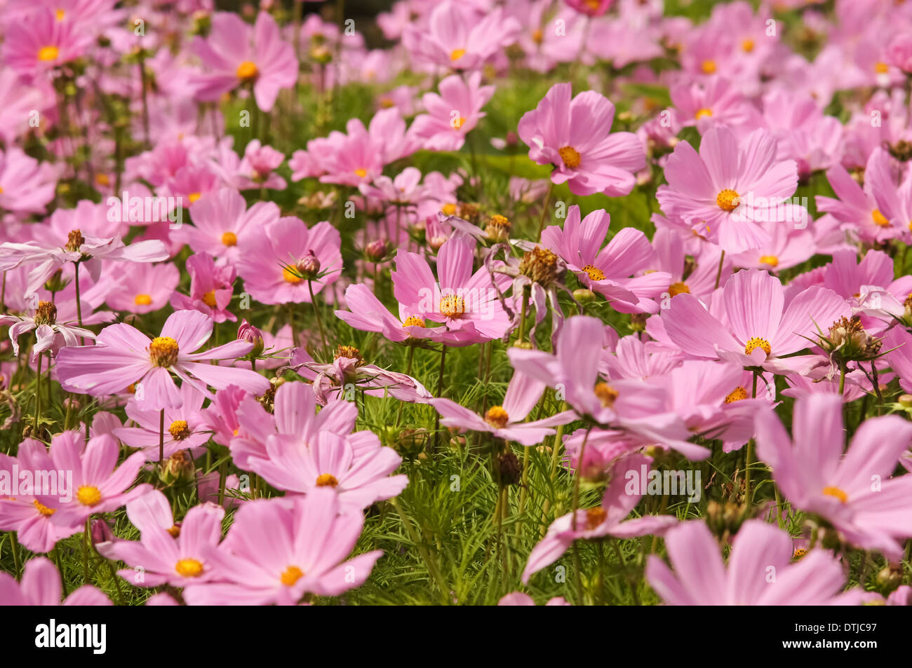 Pink Cosmos bipinnatus flowers (garden cosmos or Mexican aster or Click Cranberries) in bloom Stock Photo
