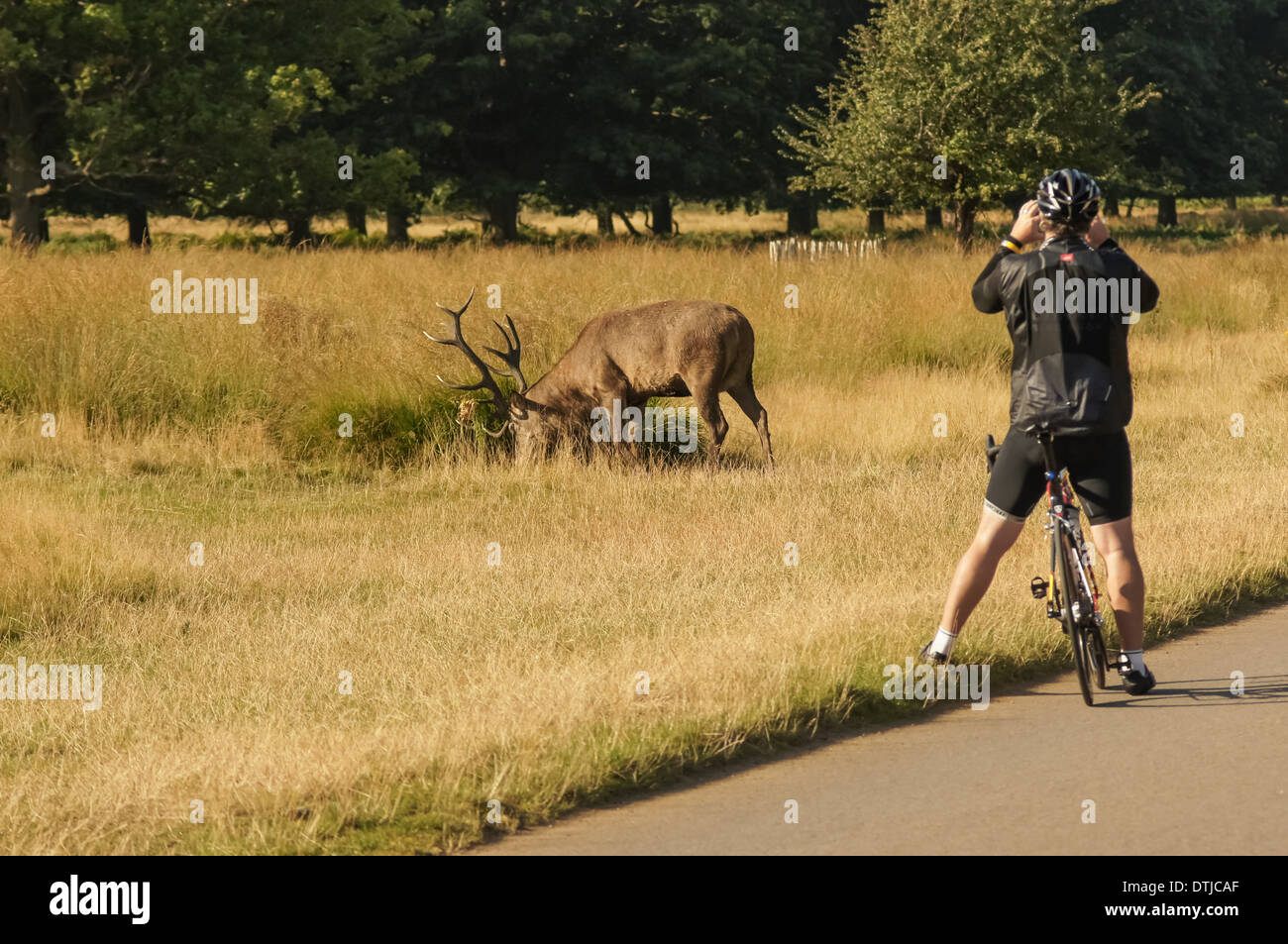 Cyclist photographing red deer in Richmond Park London England United Kingdom UK Stock Photo