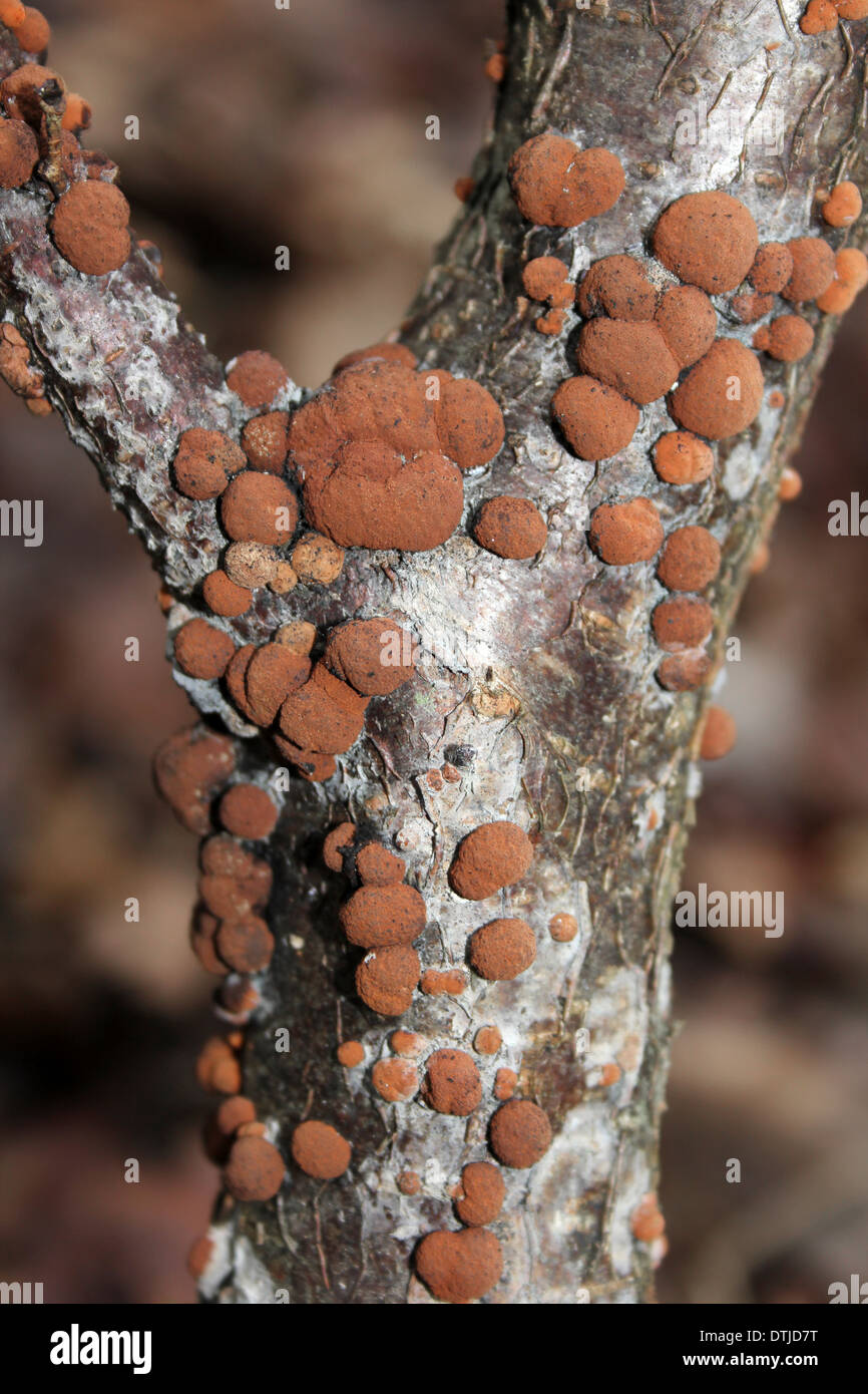 Beech Woodwart Fungi Hypoxylon fragiforme Stock Photo
