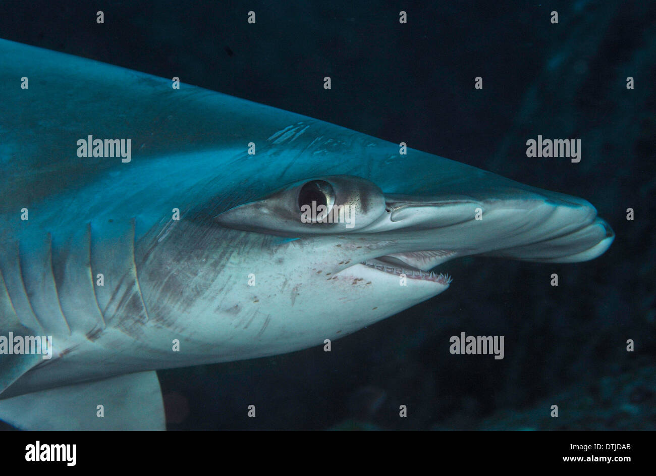 Scalloped hammerhead shark Stock Photo Alamy