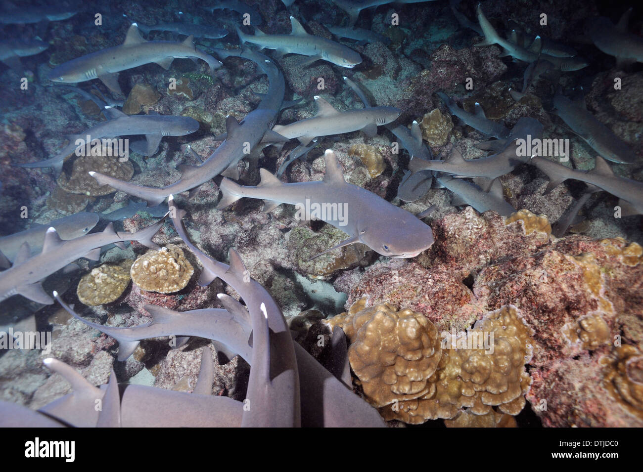 INTERESTING FACTS ABOUT WHITETIP REEF SHARKS visual data 7