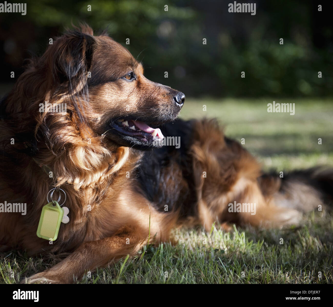 A large brown dog lying on the grass turning its head to look about A collar and identity tags England Stock Photo