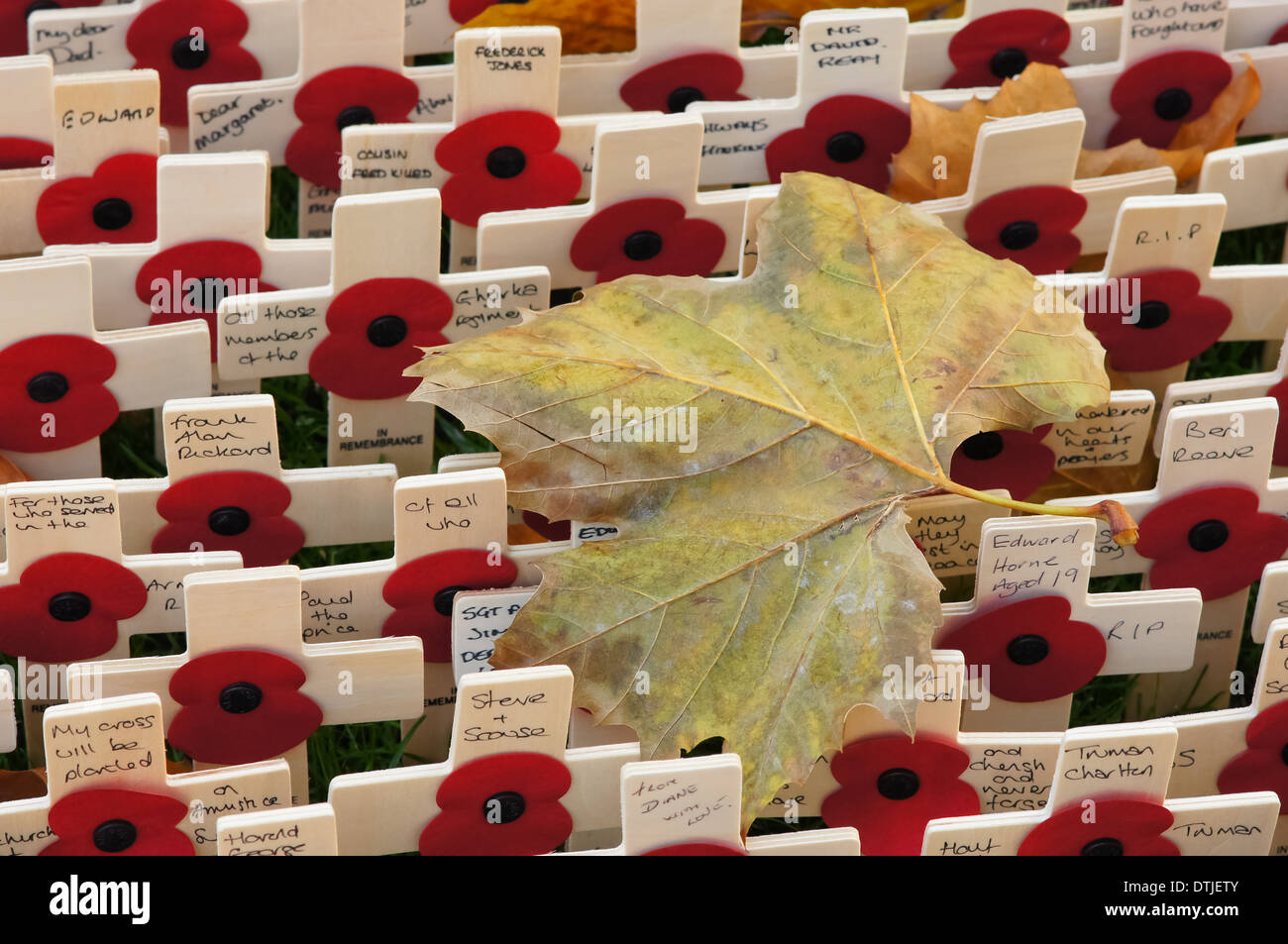 Crosses placed outside Westminster Abbey on Remembrance Day, London England United Kingdom UK Stock Photo