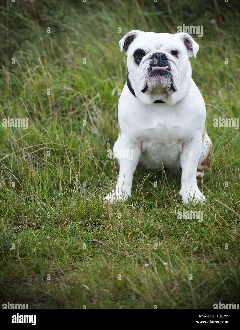 A white English Bulldog a pedigree dog with a snubbed nose sitting on his haunches on a lawn England Stock Photo