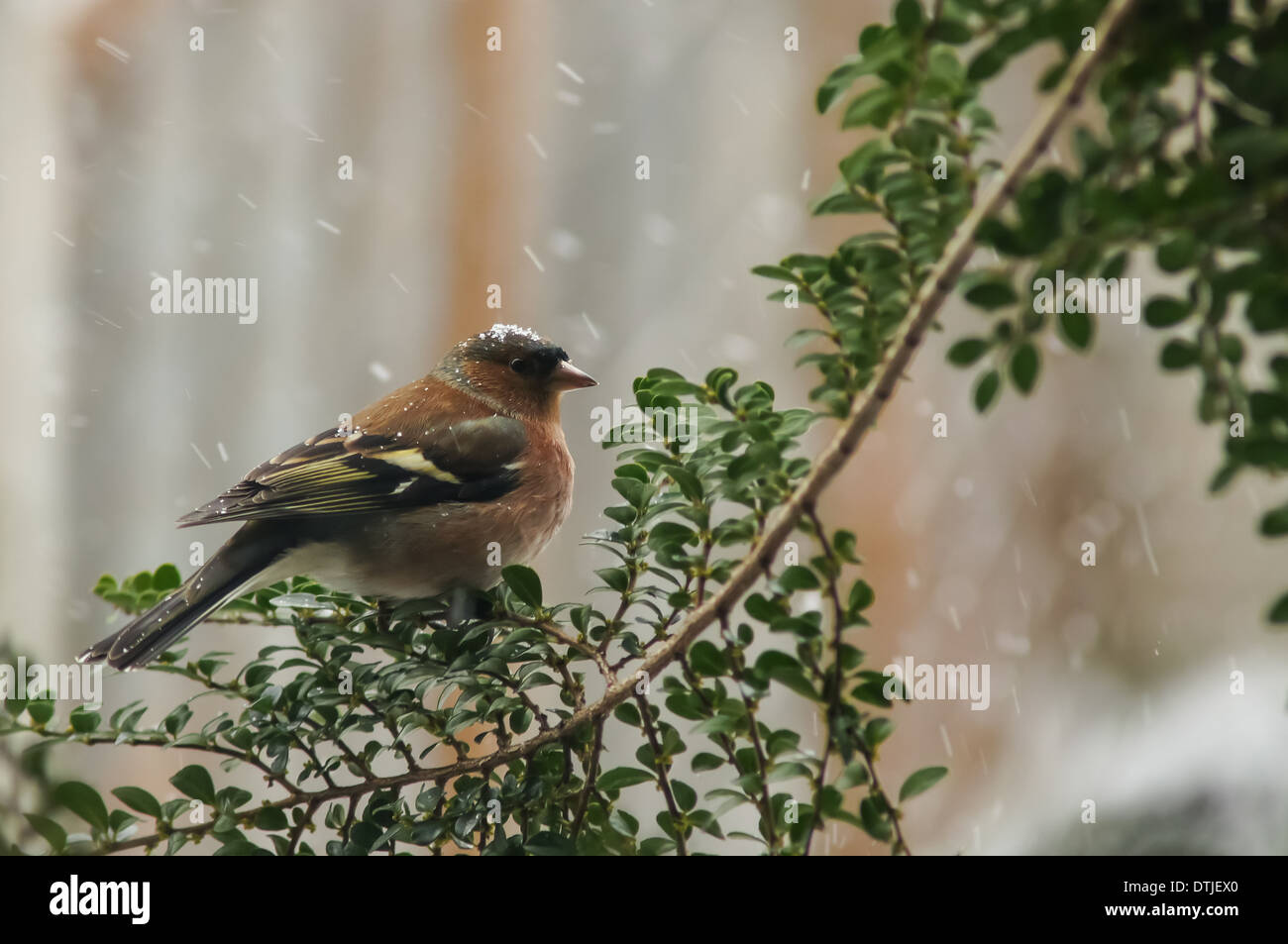 Common Chaffinch (Fringilla coelebs) in snowy weather Stock Photo