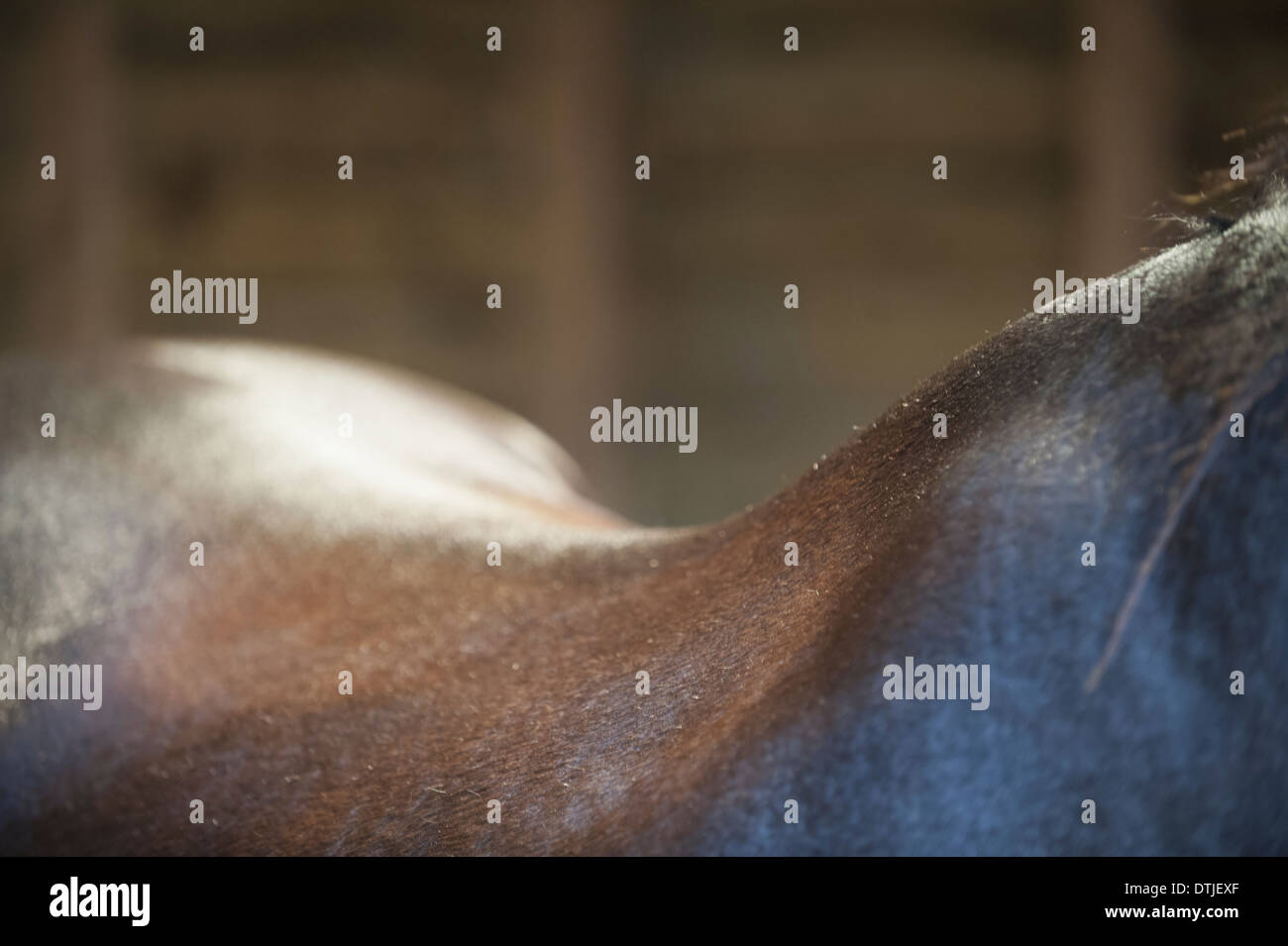 A bay horse The neck withers and curve of the back  England Stock Photo