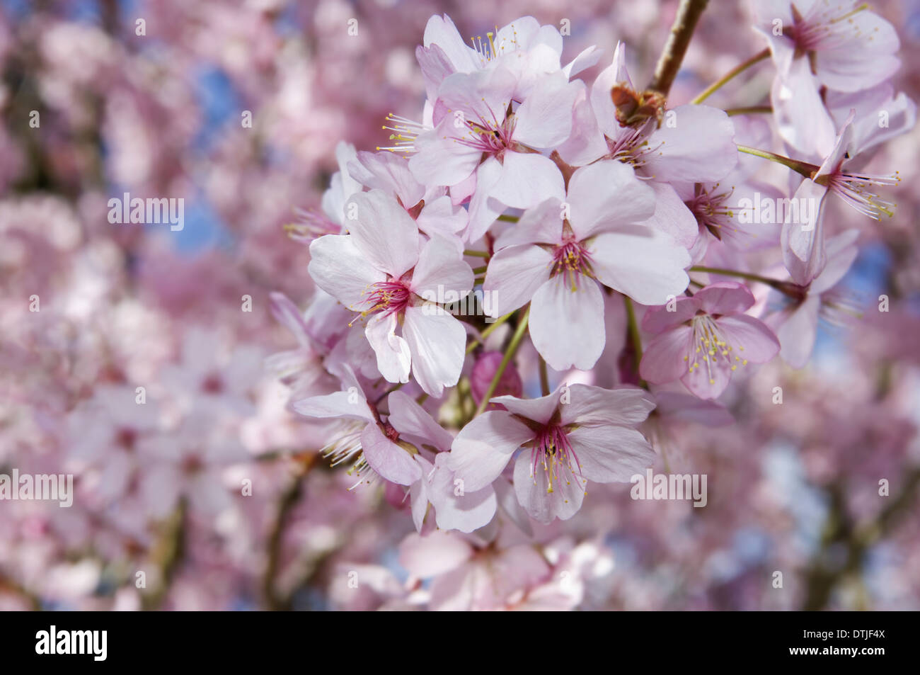 Cherry blossoms on a tree Gloucestershire England Stock Photo Alamy