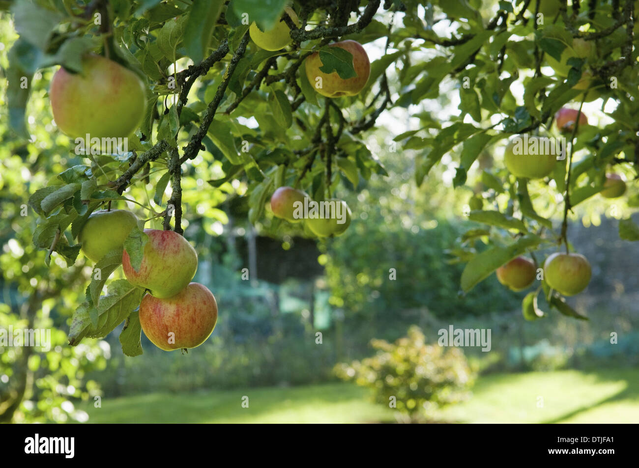 apples on a tree in an orchard Gloucestershire farm country life fruit