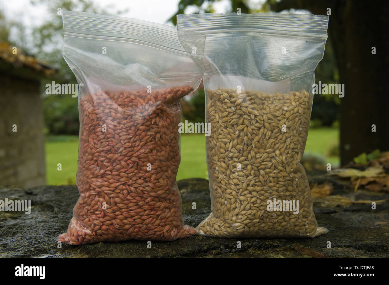 Two bags of seed wheat one with and one without seed dressing treatment  Gloucestershire England Stock Photo