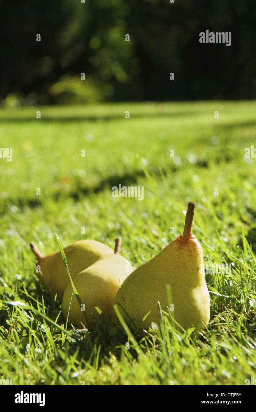 Pears on the ground in a farm orchard England Stock Photo