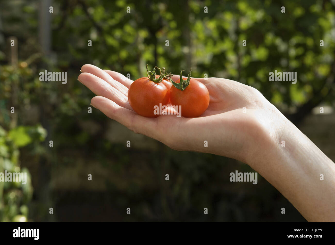 A woman's hand with a group of fresh red tomatoes England Stock Photo