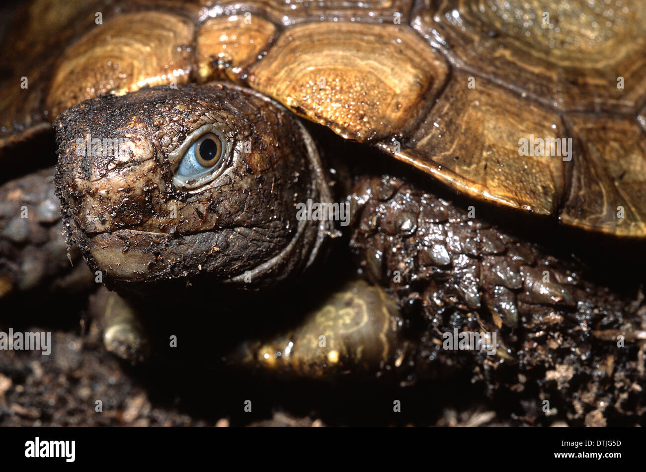 Asian forest tortoise, Manouria emys, Testudinidae, Asiareptiles, turtle, horizontal Stock Photo