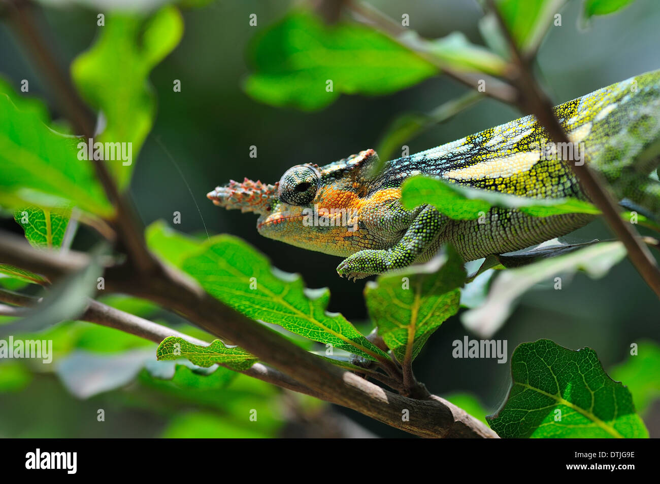 Two-horned chameleon stalking through foliage on the hunt for insects Stock Photo