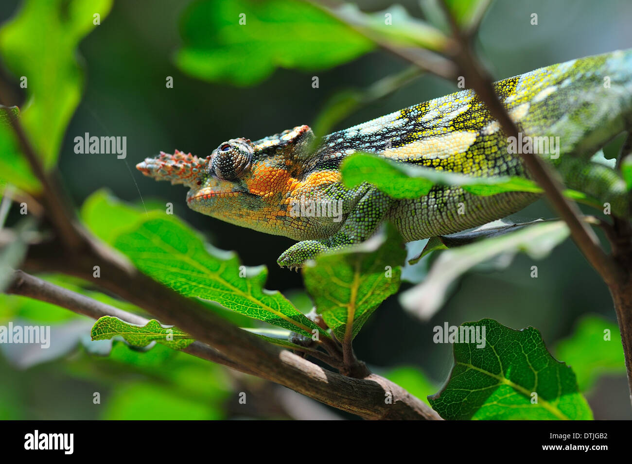 Two-horned chameleon stalking through foliage on the hunt for insects Stock Photo
