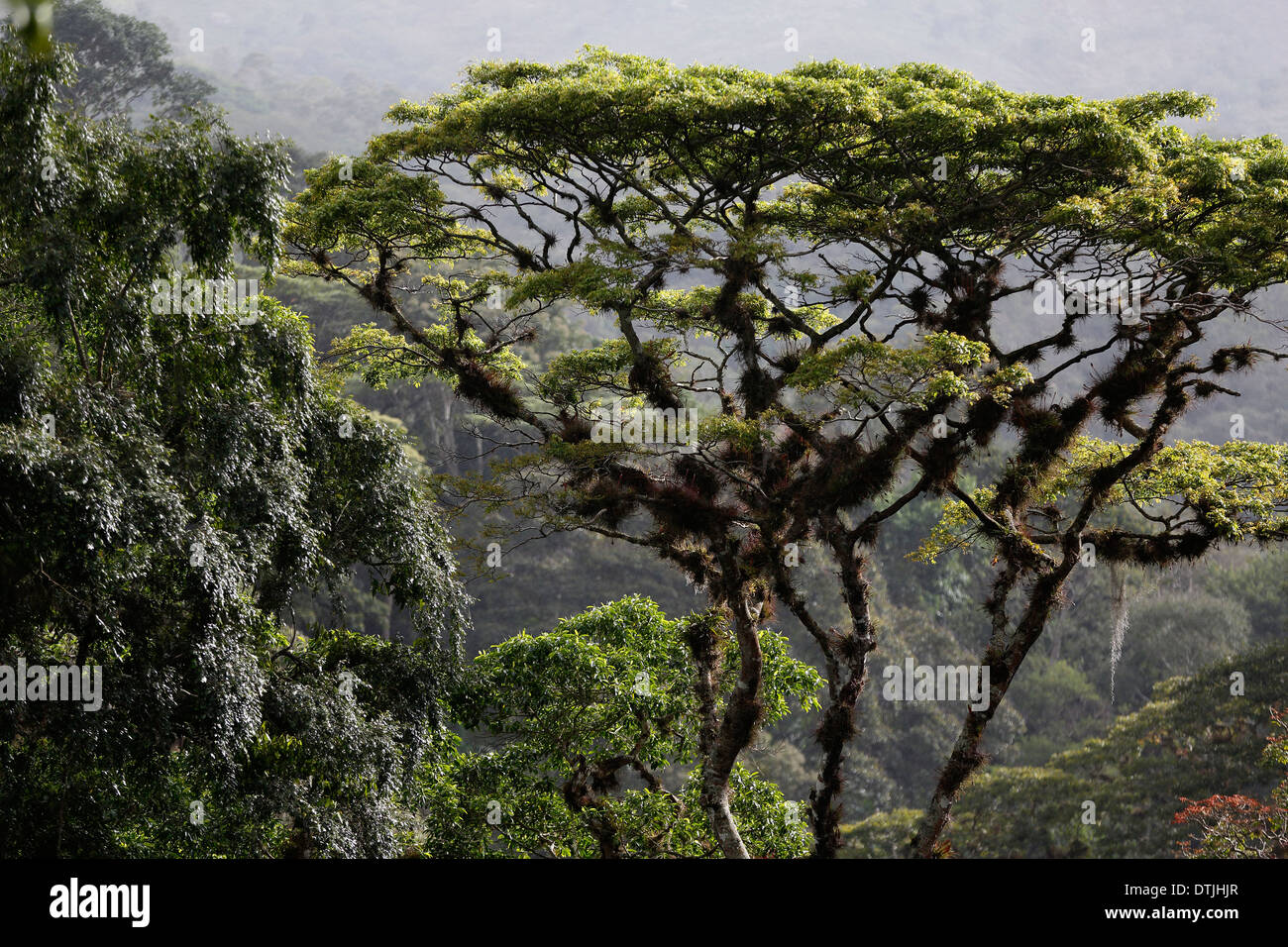 Rain forest canopy,  San Ramon, Nicaragua Stock Photo
