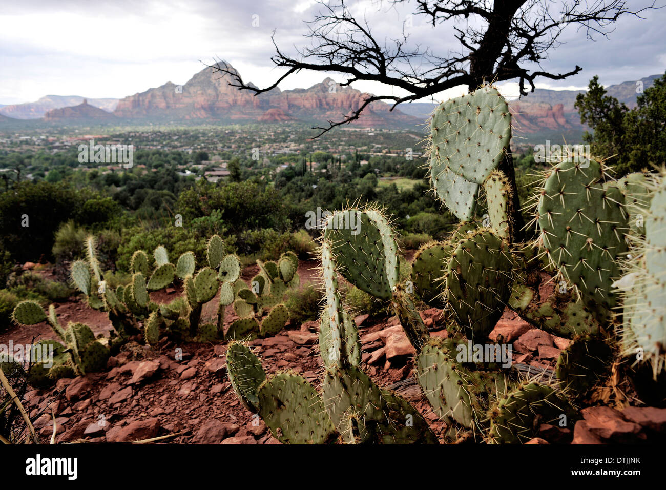 Cacti in Sedona, Arizona, USA Stock Photo