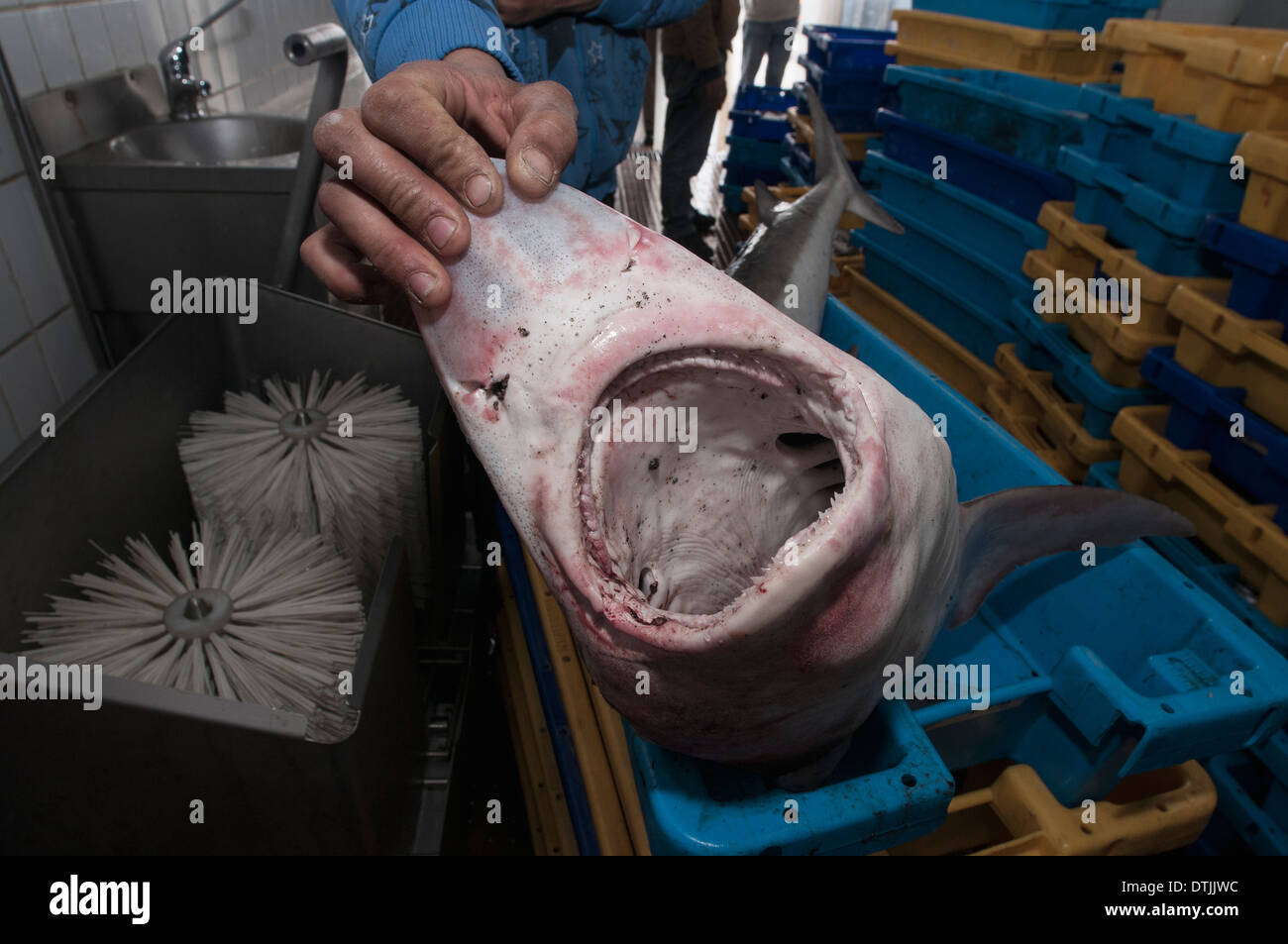 Tope shark (Galeorhinus galeus) caught on deepwater long-line being prepared for auction. Stock Photo
