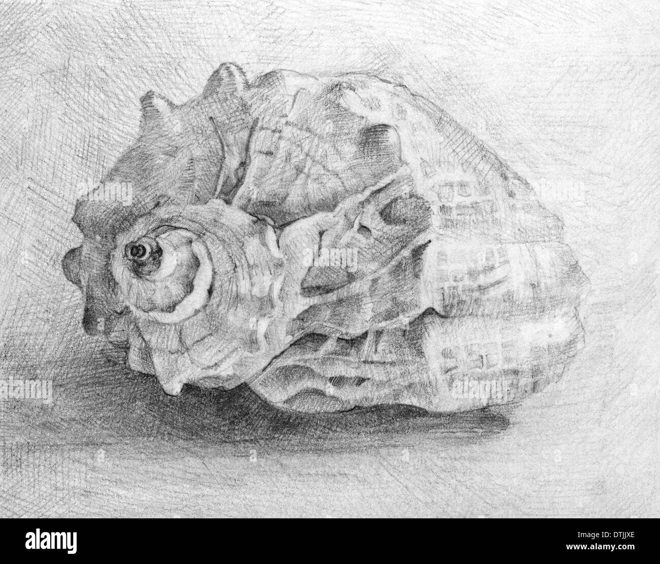 Illustrations,object, drawing, shell, seashell Stock Photo
