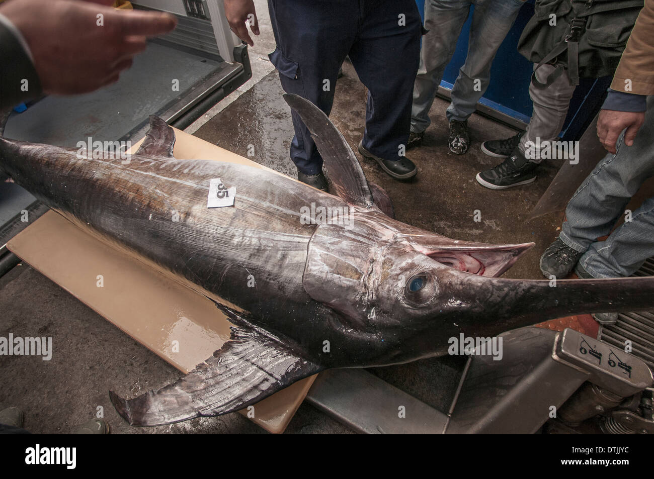 Fishermen weigh Swordfish (Xiphias gladius) caught on long-line fishing boat. Sao Migue, Azores Archipelago. Stock Photo