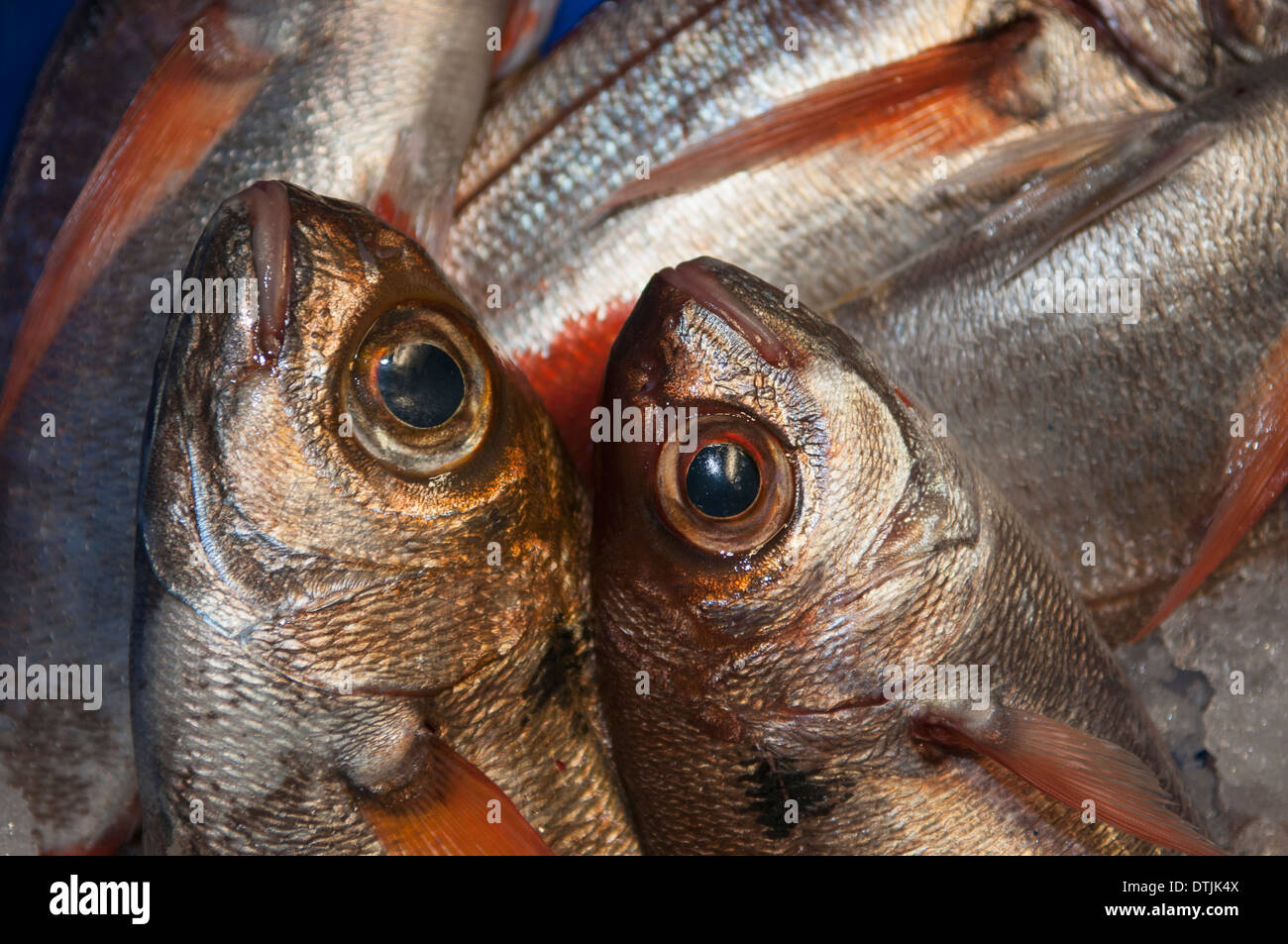 Kinmedai (golden eye snapper) on Fish Auction in Yaidu, Japan Stock Photo -  Alamy