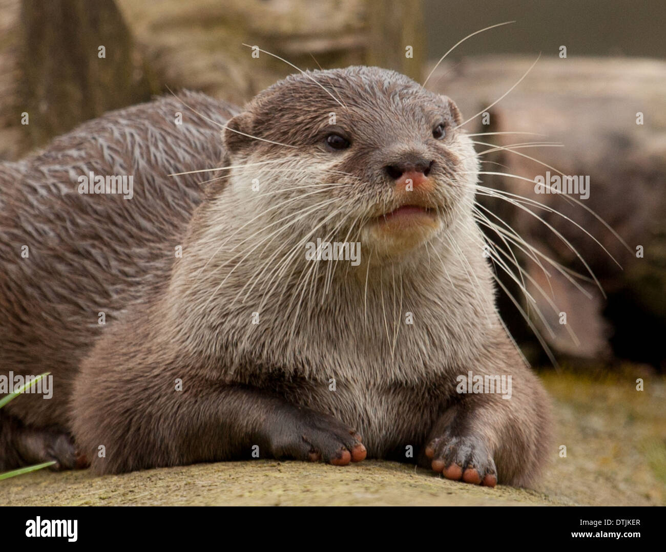 Short clawed Asian otter Stock Photo