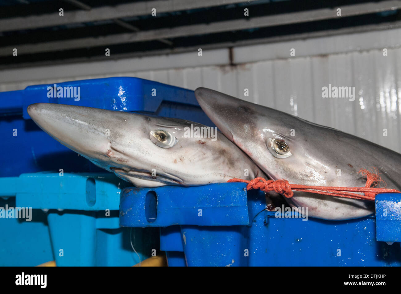 Tope shark (Galeorhinus galeus) caught on deepwater long-line being prepared for auction. Stock Photo