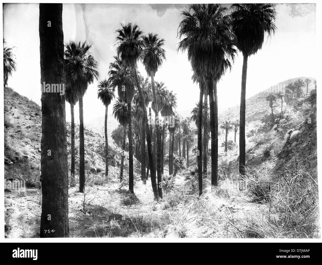 This photograph shows a strip of palm trees (Washingtonia Filifera) in ...