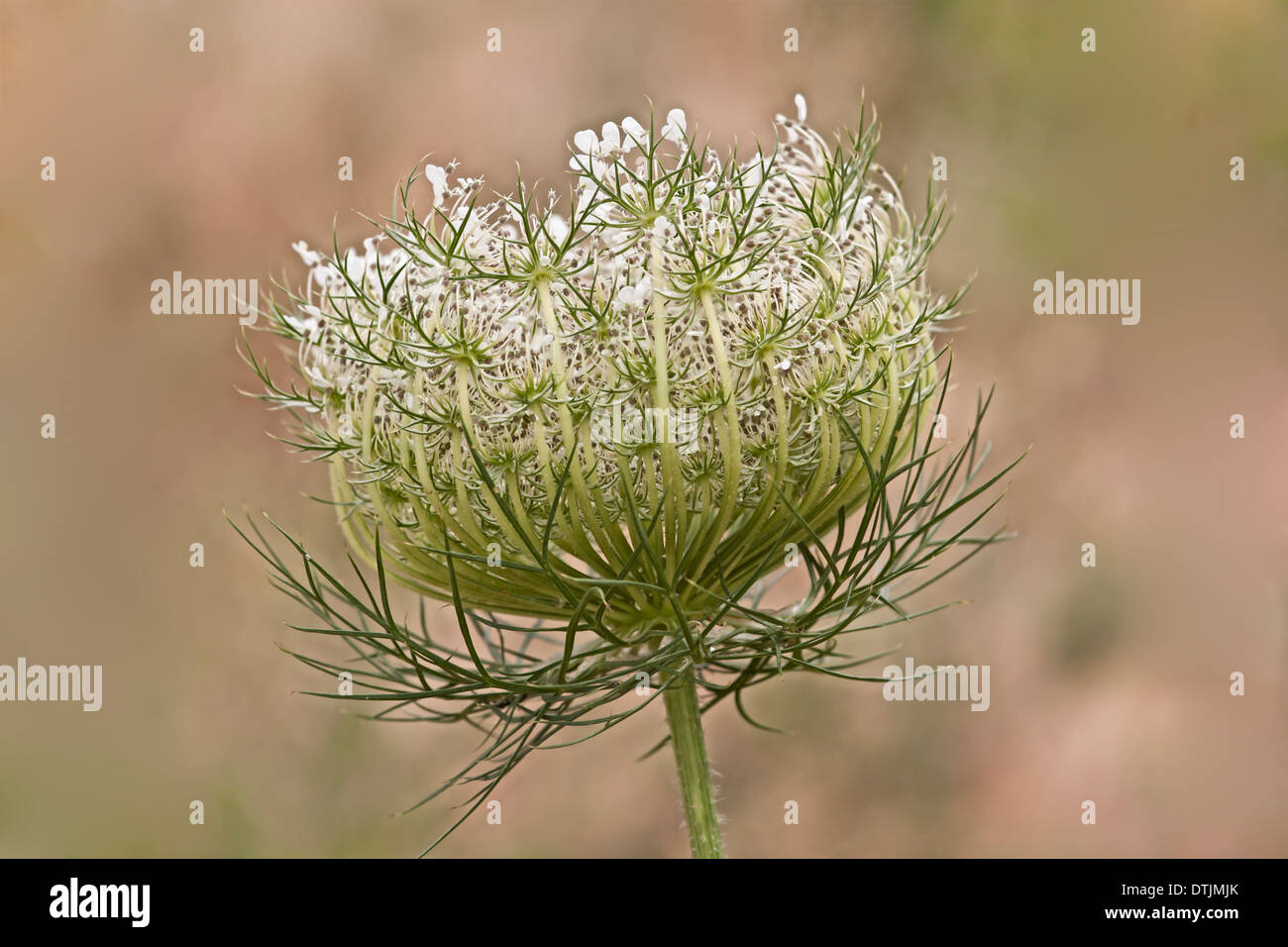 Wild Carrot or Queen Anne's Lace or Bishop's Lace or Daucus carota Stock Photo