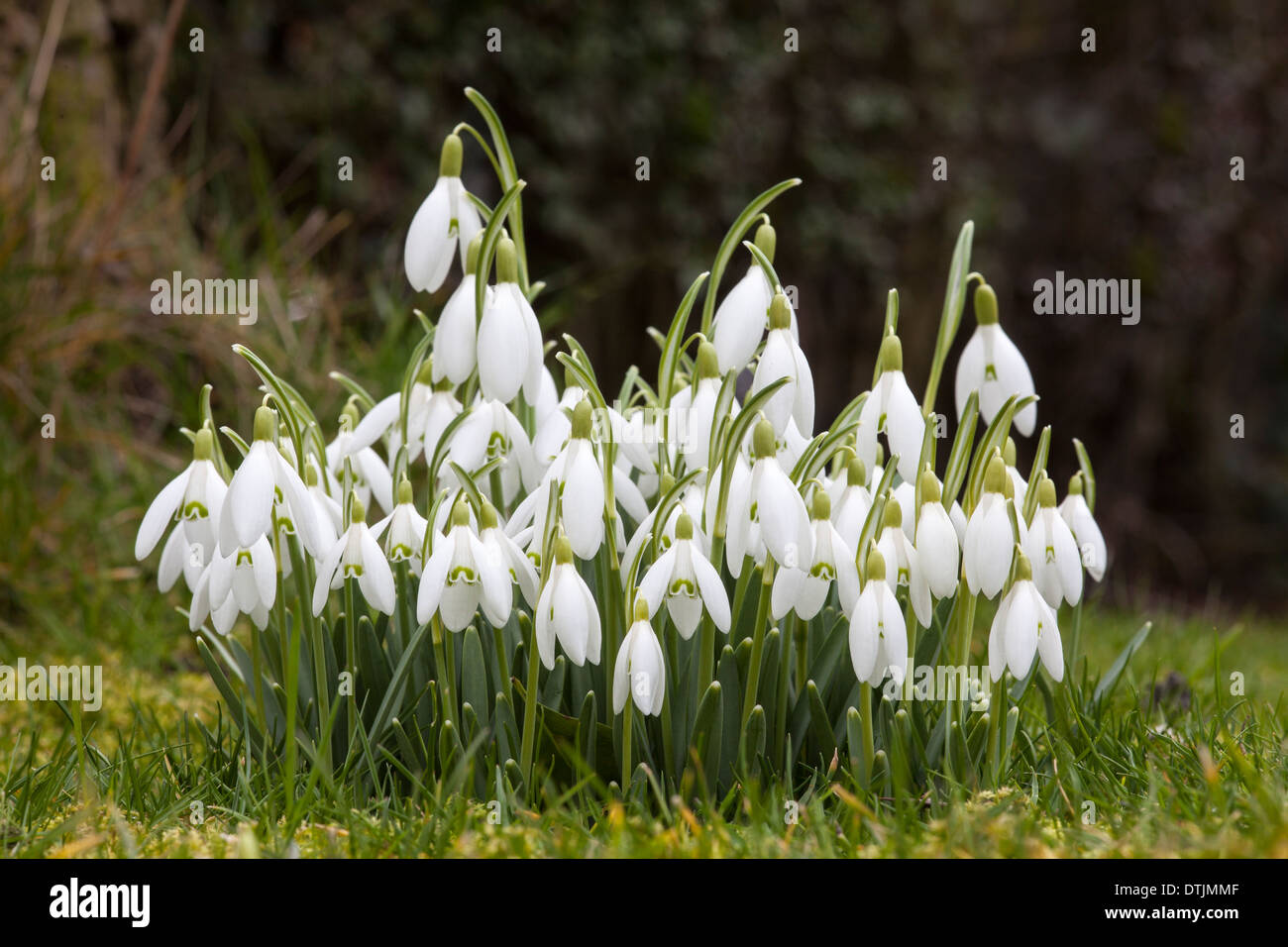 Group of Snowdrops growing in the lawn. Stock Photo