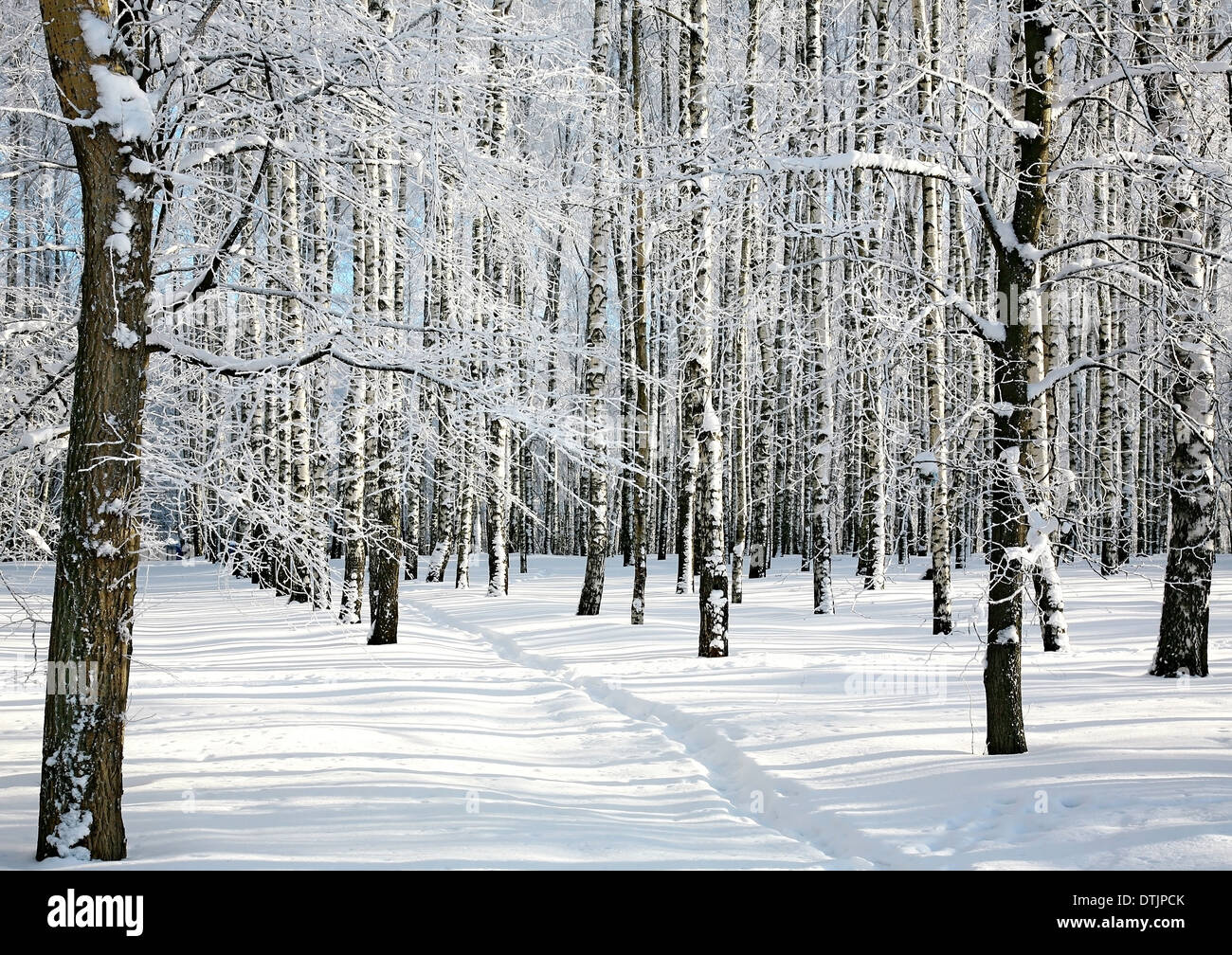 Ski run in winter sunny forest Stock Photo