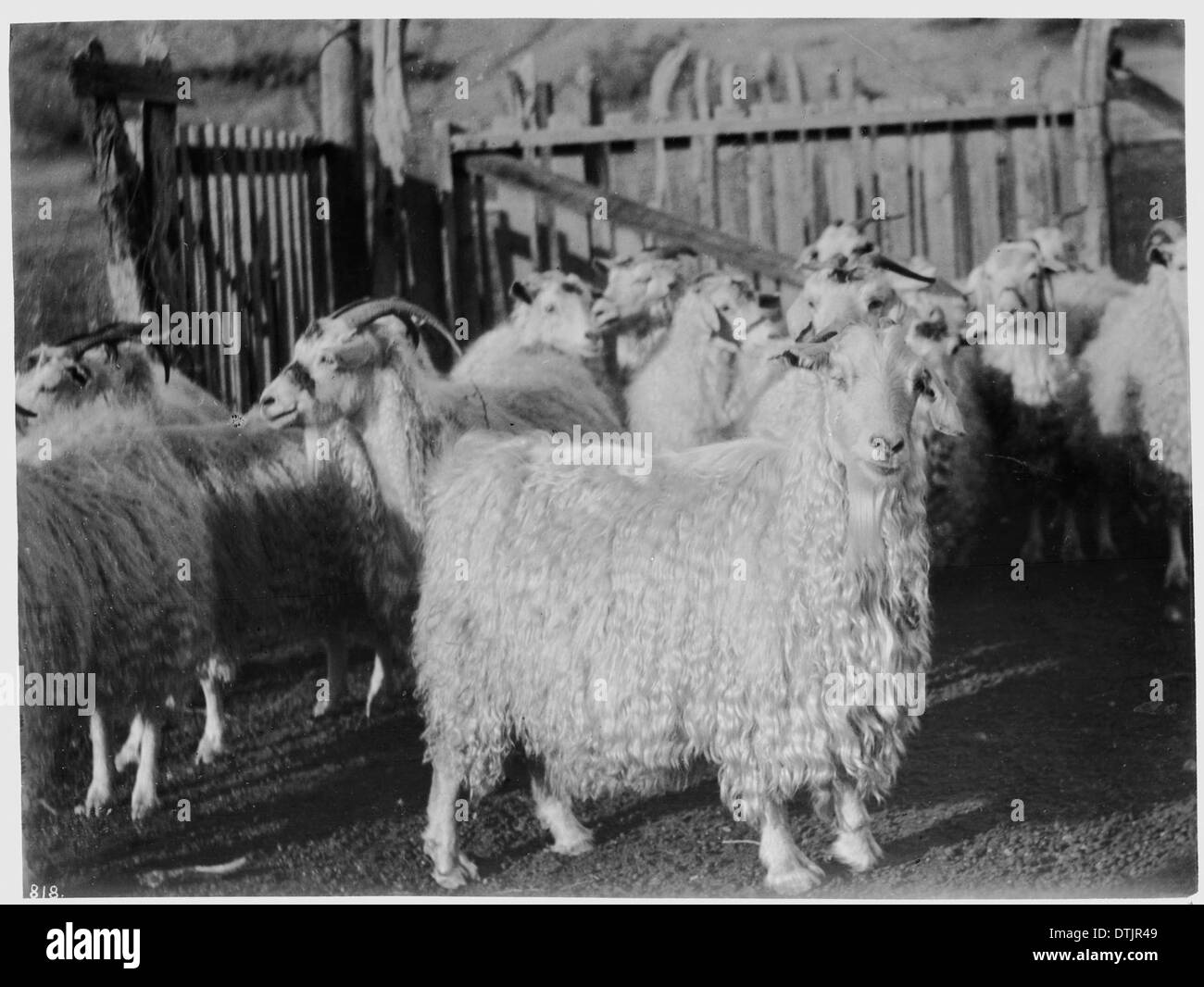 Part of a flock of Angora goats which are used to 'eat out' fire breaks in forest reserves, ca.1915 Stock Photo