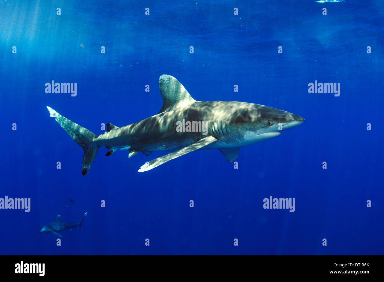 Oceanic whitetip shark Stock Photo