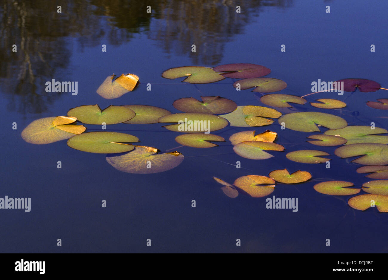 Lily pads on lake hires stock photography and images Alamy