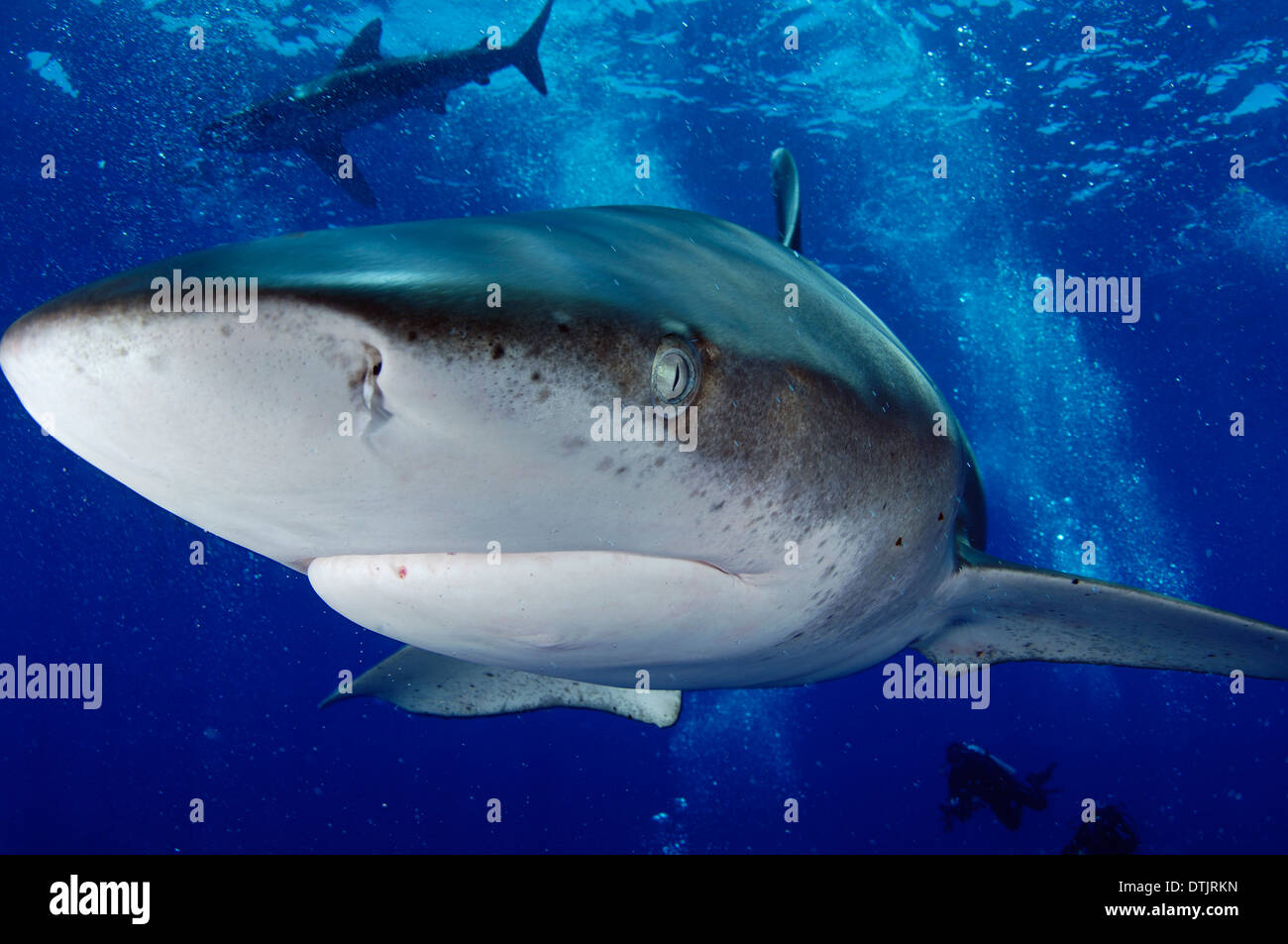 Oceanic whitetip shark Stock Photo - Alamy