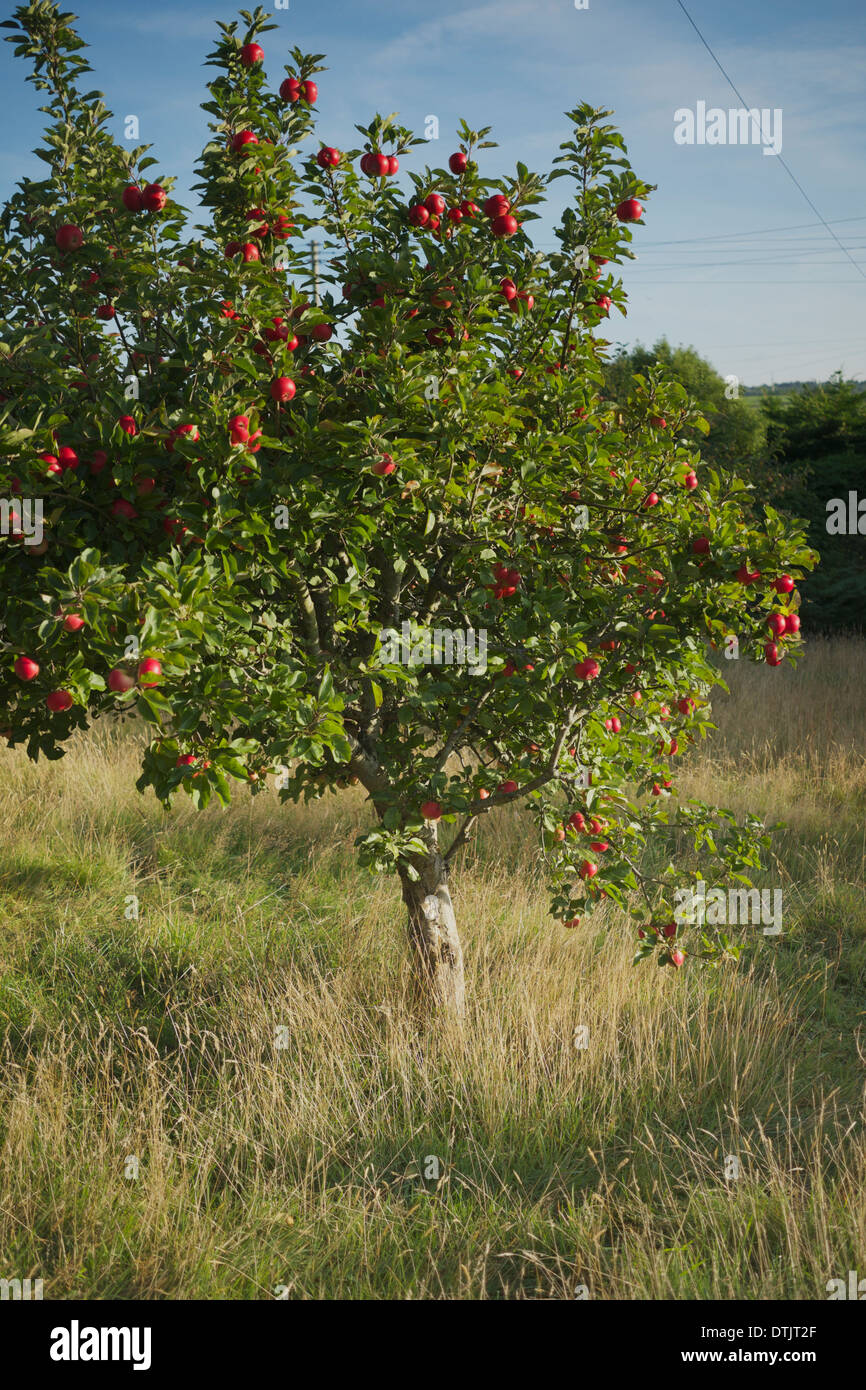 Fruit Bearing Trees Stock Photos & Fruit Bearing Trees Stock Images Alamy
