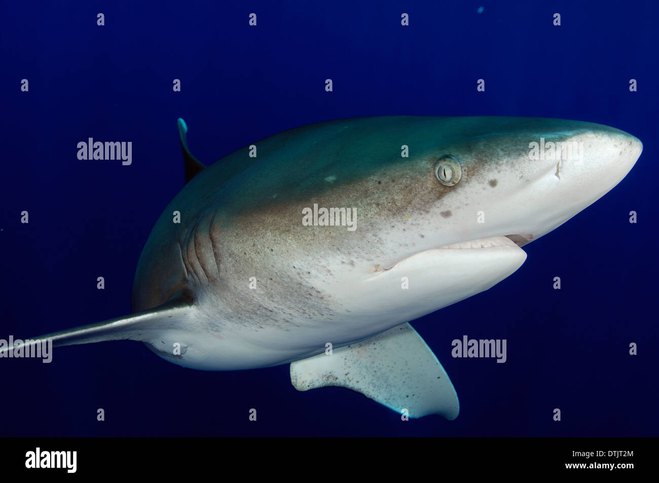 Oceanic whitetip shark Stock Photo