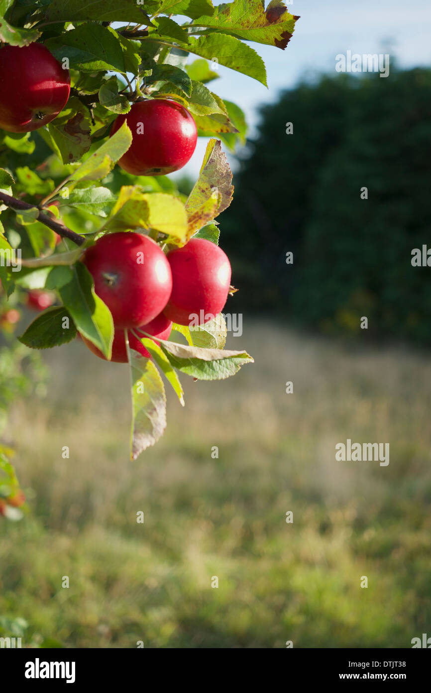 Fruit Bearing Trees Stock Photos & Fruit Bearing Trees Stock Images Alamy