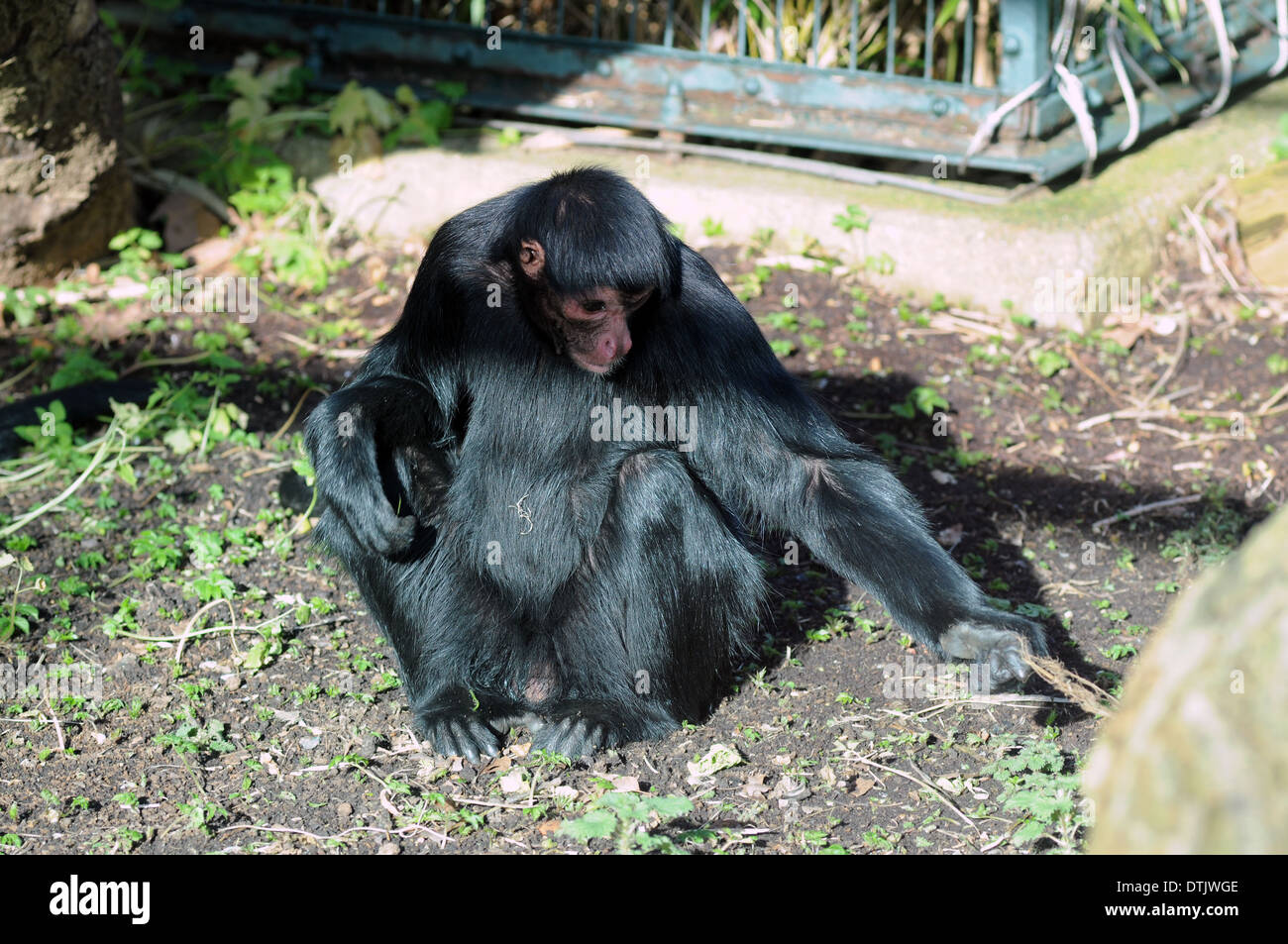 Monkey at Drusillas Zoo Stock Photo