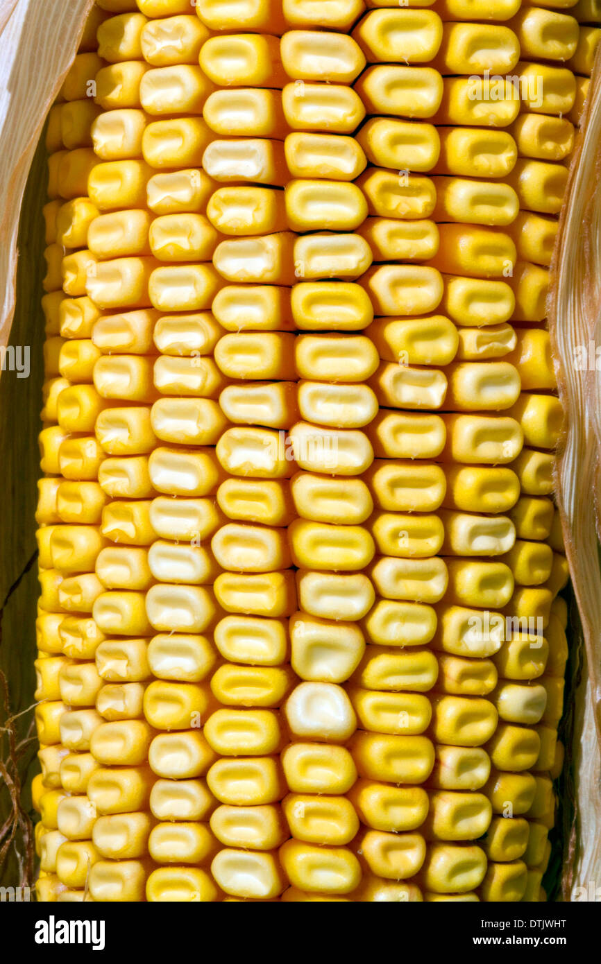 A crop of ripe dent corn ready for harvest in Canyon County, Idaho, USA
