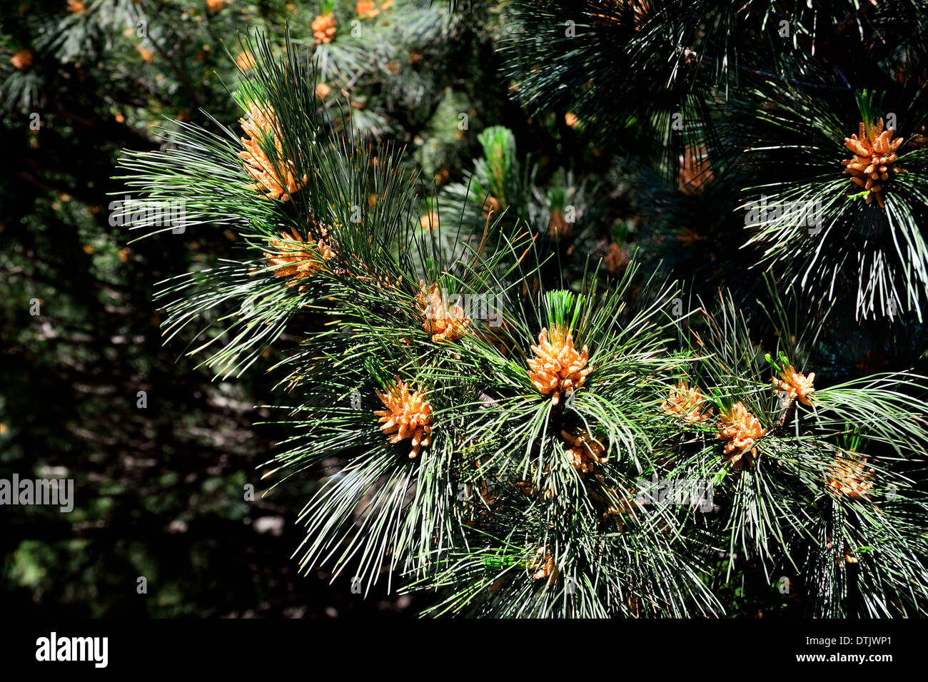 Pinus peuce (Macedonian pine). Needles and kidney closeup Stock Photo