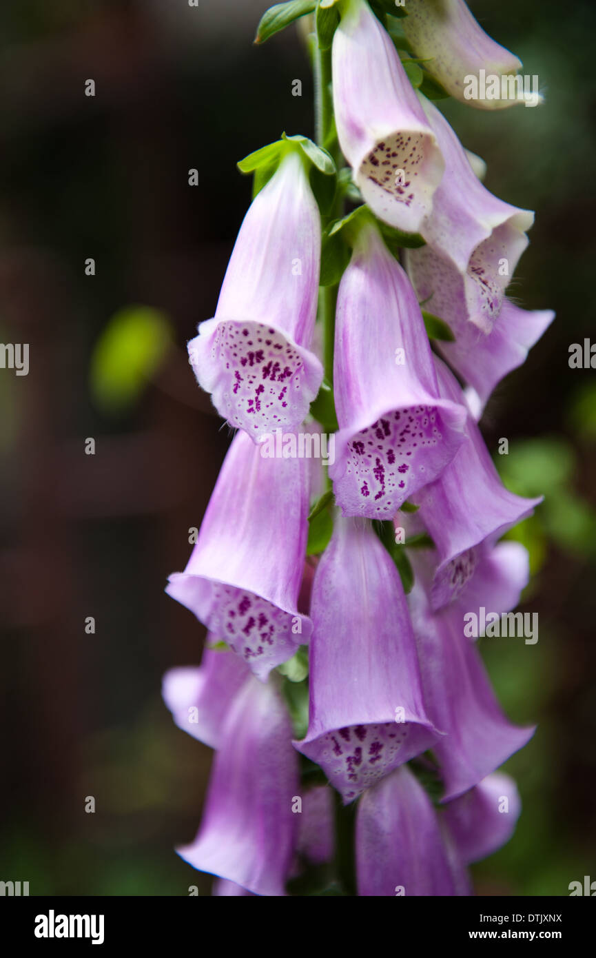 Purple flower in the garden Stock Photo - Alamy