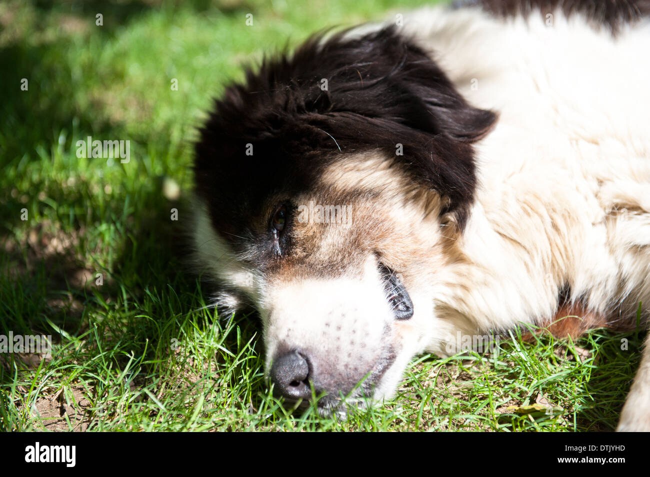 Dog in the grass Stock Photo - Alamy