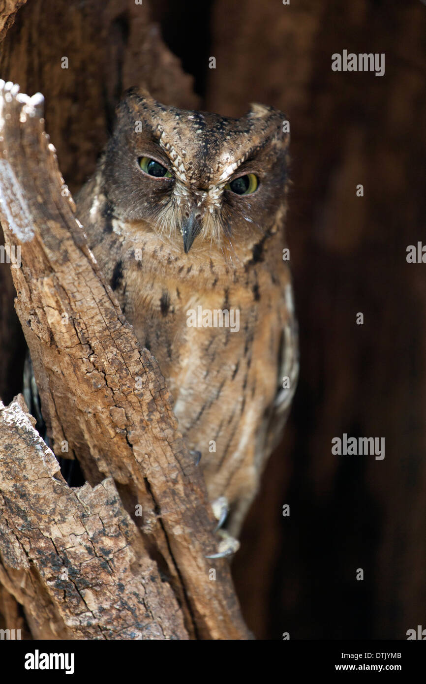 Rainforest Scops Owl;Otus rutilus;Madagascar Scops Owl;Madagaskar-Zwergohreule Stock Photo
